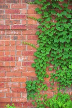 50 Seeds Green Boston Ivy Seeds Evergreen Climbing Plants Gardening - $6.22