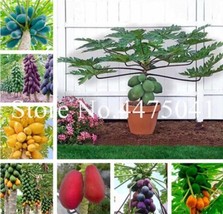 Fresh Seeds Papaya Seeds Mixed - £8.62 GBP