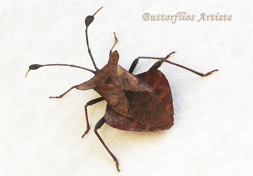 Unusual Leaf-footed Bug Dinosaur Dalader Distanti Framed Entomology Shadowbox - $78.99