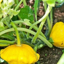 175 Yellow Bush Scallop Summer Squash, NON-GMO Golden Custard Vegetable Seeds - $21.99