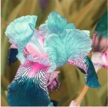 100 Seeds Iris Flower Bonsai Flore 24 Colours Heirloom Blooming Tectorum... - $5.20