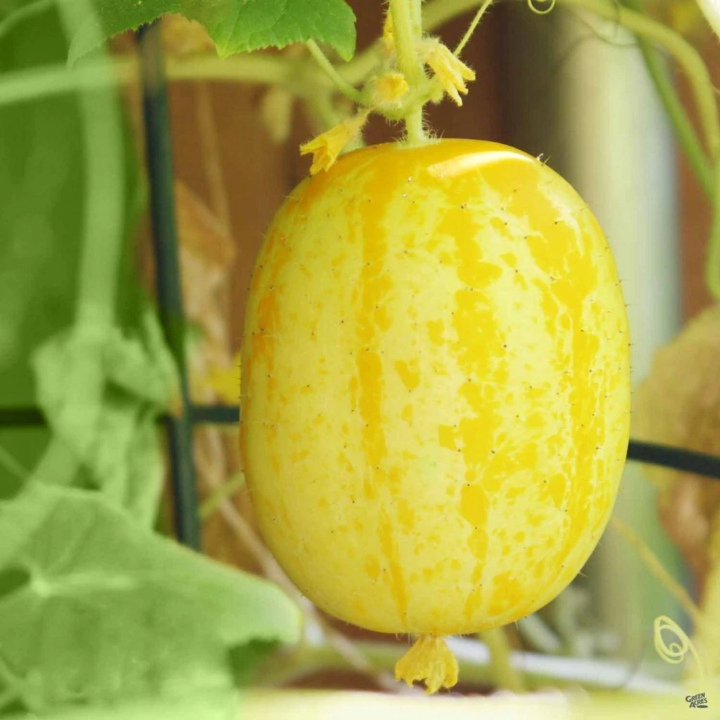 LEMON Cucumber Seeds | Heirloom Vegetable Garden | NON-GMO| 2025 Season - $9.03