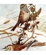 Tree Sparrow Snow Bunting 1936 Bird Lithograph Color Plate Print Nature ... - $24.99