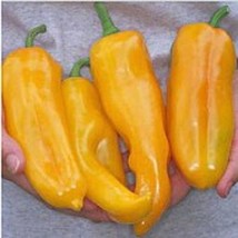 Marconi Sweet Peppers Golden  10 Seeds  Garden Beautiful USA SELLER - $5.60