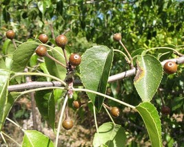 Pyrus Betulaefolia (Birch-Leaved Pear) 25 seeds - £1.26 GBP