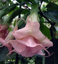 10 Double Light Pink Angel Trumpet Seeds Flower Fragrant Flowers - £7.11 GBP