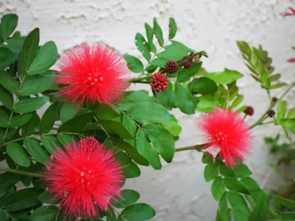 Red Dwarf Powder Puff Starter Plant Calliandra Haematocephala Hummingbir... - £42.47 GBP