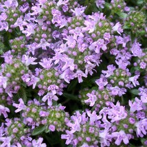 Thymus Serpyllum Magic Carpet Seed Fresh Fast Shipping - $191.81 MXN