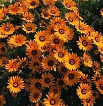 100 African Daisy Seeds Orange Flower Seeds Garden USA - £8.20 GBP