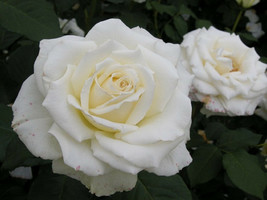 Rose Flower Seeds White Seeds Gardening Beautiful USA SHIPPING - £7.58 GBP