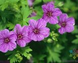 25 Dilys Geranium Seeds - $8.49