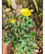 VP 1000 Argemone Mexicana Mexican Poppy Cardosan/Seeds Medicinal/ Usa Se... - £4.07 GBP