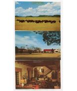 3 Philmonte Ranch New Mexico Postcards Boy Scouts of America - $11.88