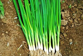 500 Seeds Japanese Evergreen Bunching Green Onion Heirloom Seeds Plant Easily Re - £6.44 GBP