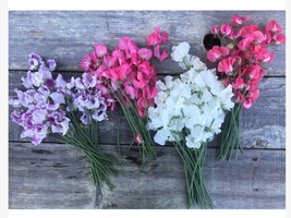 Winter Flowering Sweet Peas Short Day Seeds For 2023 For Christmas Blooms - $8.35