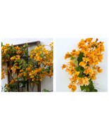 1 California Gold Bougainvillea Vine Starter Plant Garden - £26.83 GBP