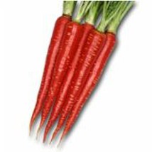 USA Seller Kyoto Red Carrots Seeds Fast Shipping - $12.80