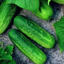 Fresh Pioneer F1 Cucumber Seeds Seeds - $4.00