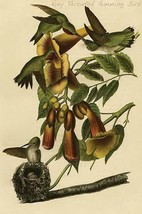 Ruby Throated Humming Bird by John James Audubon - Art Print - £17.62 GBP+