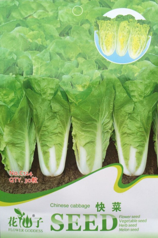 Chinese Cabbage Wong Bok Vegetable Seeds Pack 30 Seeds Organic Vegetable... - $7.08