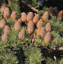 Item image 1 image 1