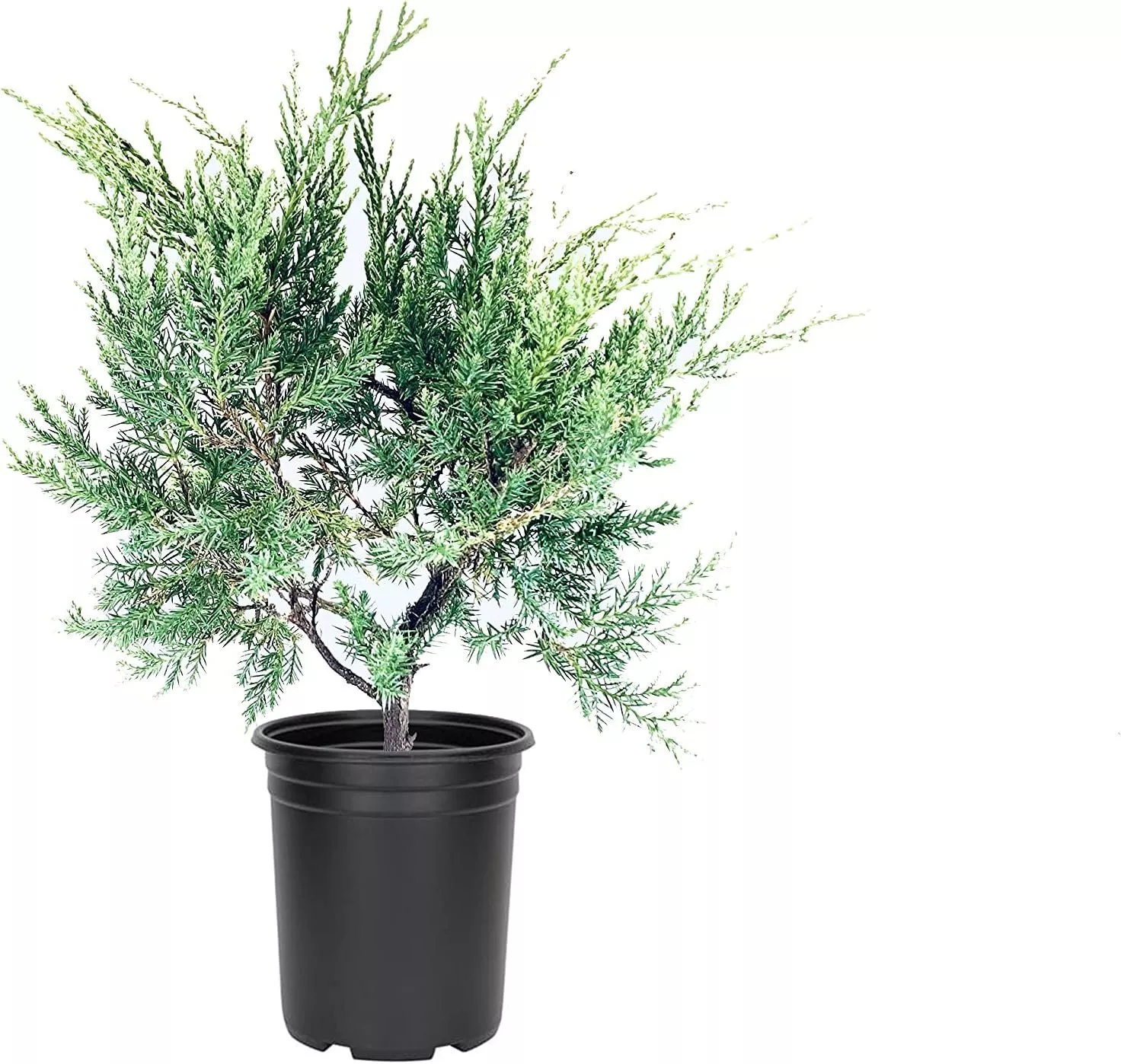 5 plant Blue Pfitzer Juniper Live 4 In Juniperus Chinensis - $117.35