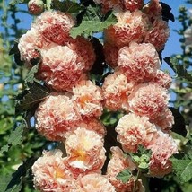 Chaters Double Salmon Hollyhock 25 seeds - £6.27 GBP