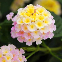 50 Pcs Imported Lantana Camara Five Colors Hydrangea Flower Perennial Bonsai Orn - £5.47 GBP