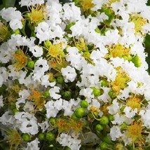 New Fresh Seeds 10 Dwarf White Crape Myrtle Seeds - £7.92 GBP