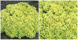 Thunbergii Berberis Kasia Mini Sunjoy Saffron Garden Plant 4&quot; Pot - C2  - £68.91 GBP
