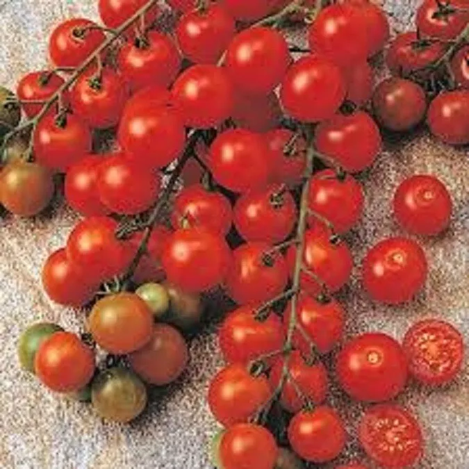 50 Seeds Sugar Snack Tomato Vegetable Garden - £7.73 GBP