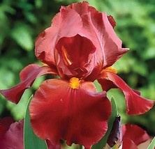 50 seeds Iris Germanica Sultan&#39;s Palace - Bearded Iris or German Iris - £23.16 GBP