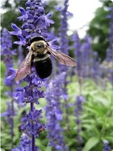 200+ Hyssop Seeds Hyssopus Officinalis Medicinal And Culinary Herb. - $6.00