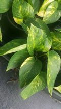 4&quot; Tall Golden Pothos Devil&#39;s Ivy 6 Leaves - Rooted Live Plant - £7.61 GBP