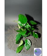 ANUBIAS BARTERI &quot;BROAD LEAF&quot;-Freshwater Aquatic Live Plants - $126.94 MXN