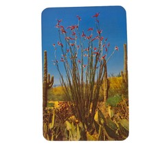 Postcard Ocotilla Desert Flora Cactus Chrome Unposted - £5.51 GBP