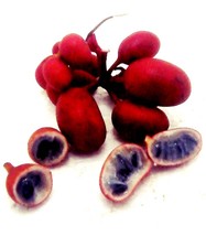 Uvaria hahinii sincl ANNONACEAE 10 Seeds ThailandMrk - $5.00