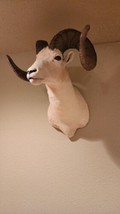 Ram Head Sheep Skull Horns Display Full Big Taxidermy Rustic Decor - £1,199.03 GBP