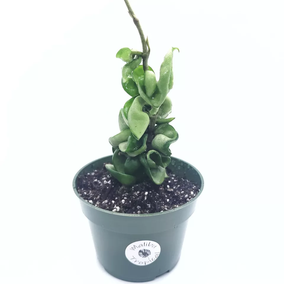 Hoya Hindu Rope Live Plant Available in 4&quot; Pot and 6&quot; Pot - Rare Housepl... - $536.48 MXN