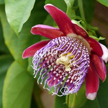 Giant Granadilla Seeds 10 Seeds Big Showy Blooms Fast Growing Vine Hanging Baske - £13.95 GBP