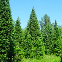 New Fresh USA Seller Balsam Fir Tree Seeds - $5.96