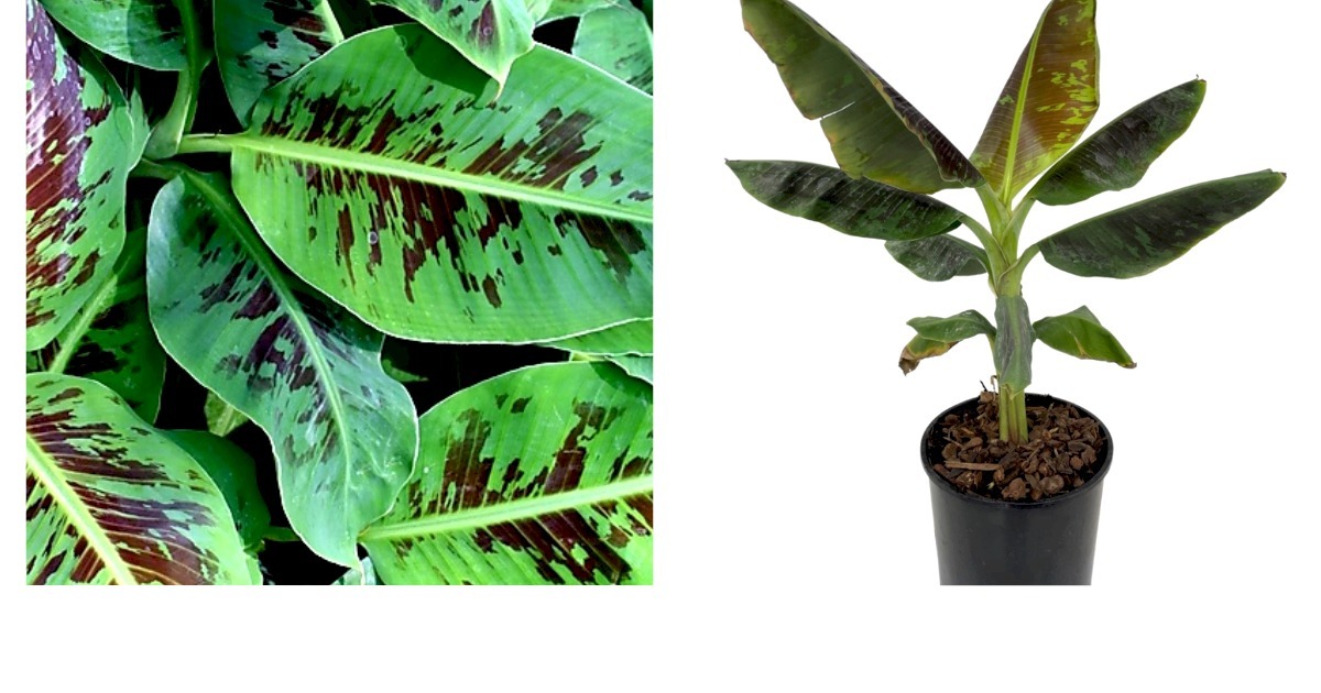 Dwarf Cavendish - Musa - 4-10” 2 Trees For The Price Of One. New crop! - $41.99