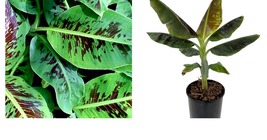 Dwarf Cavendish - Musa - 4-10” 2 Trees For The Price Of One. New crop! - £33.74 GBP