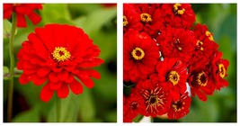 200 Seeds Zinnia WILL ROGERS Hummingbird RED Bees &amp; Butterflies Gardening  - £15.22 GBP