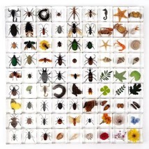 30 Pcs Insect Specimen Bugs in Resin Collection Flower Shell Plant Resin... - $106.38
