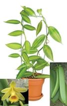 Live STARTER Plant Variegated Vanilla Bean Orchid - Vanilla planifolia variegata - £46.24 GBP