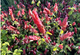 14 RED &amp; PINK SHRIMP Plant cuttings ~Attracts Pollinators - £37.28 GBP