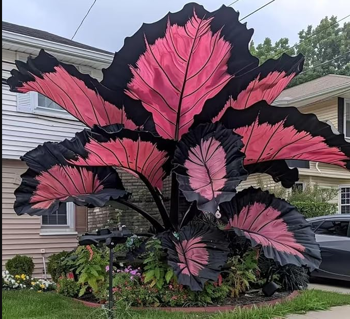 Caladium Seeds Suitable For Balconies Patios - $9.99