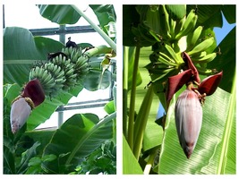 Gran Nain Musa Banana Tree Live Plant - £31.85 GBP