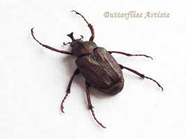 Mycteristes Rhinophyllus Real Bronze Flower Beetle Framed Entomology Sha... - $48.99